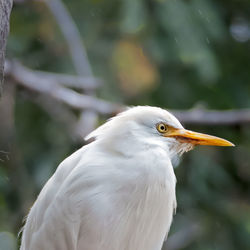 Close-up of bird perching outdoors