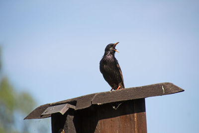 Low angle view of bird perching on wooden post