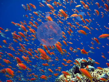 Full frame shot of fish swimming in sea