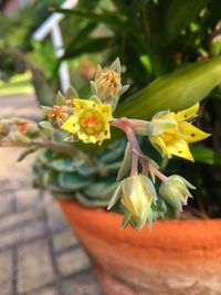 Close-up of yellow flowers