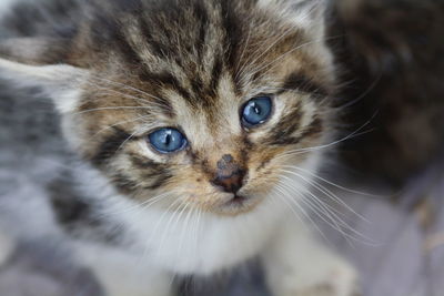 Close-up portrait of a cat