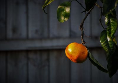 Close-up of fruits on tree