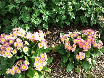 Pink flowers blooming in park