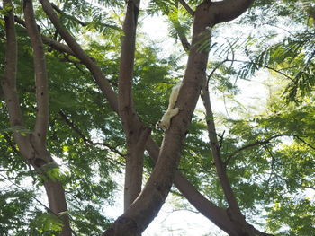 Low angle view of trees in forest