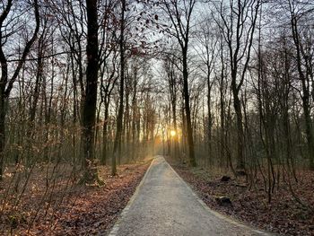 Road amidst trees in forest during autumn
