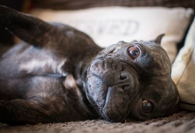 Close-up portrait of dog