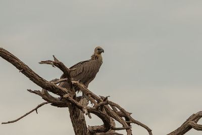 Bird perching on a tree