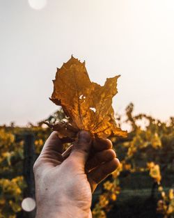 Close-up of hand holding maple leaves against sky