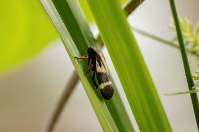 Close-up of insect on leaf