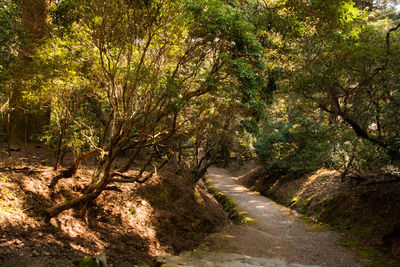 Trees in forest