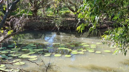 Scenic view of lake in forest