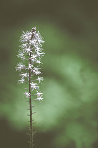 Close-up of snow on plant