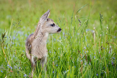 Side view of giraffe on field