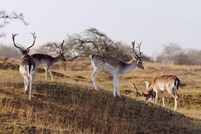 Deer standing on field