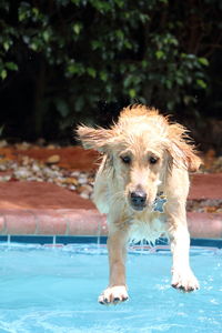 Dog jumping over swimming pool