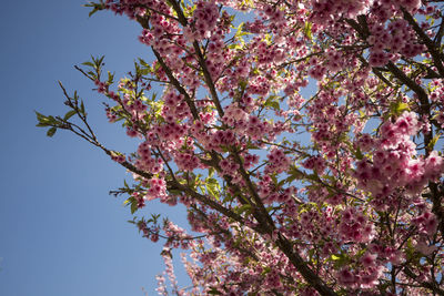 Low angle view of plum blossom growing on tree against sky