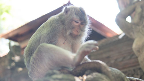 Low angle view of monkey sitting on tree