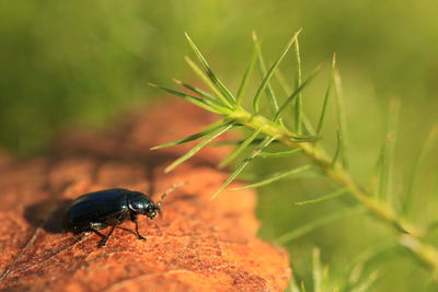 Close-up of insect on plant