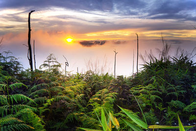 Close-up of plants against sky during sunset