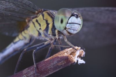 Close-up of dragonfly