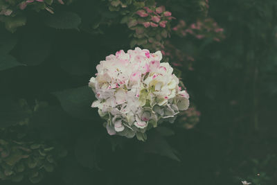 Close-up of pink flowers blooming outdoors