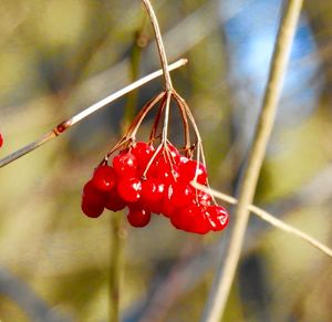 Close-up of red berries growing on plant