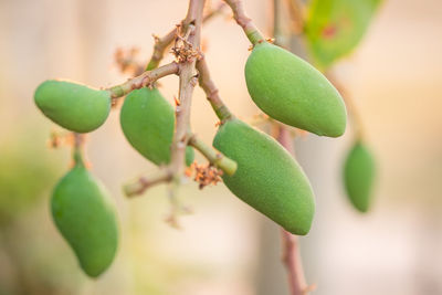 Close-up of berries growing on tree