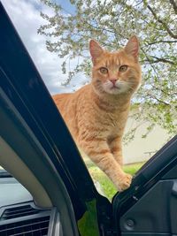 Portrait of cat sitting in car