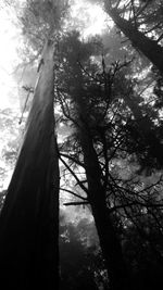 Low angle view of trees in forest