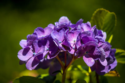 Close-up of purple flowers blooming outdoors