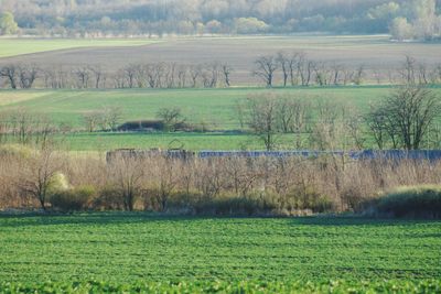 Scenic view of agricultural field