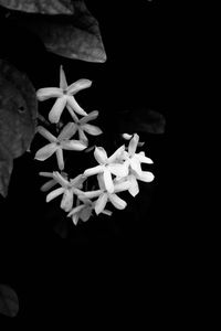 Close-up of white flowering plant against black background