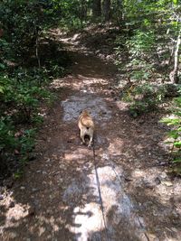 High angle view of dog in forest