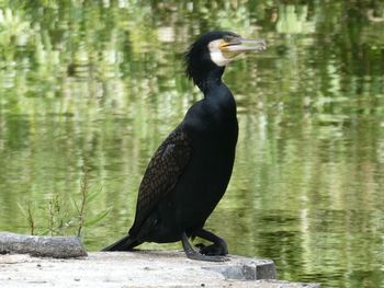 Bird perching on a lake
