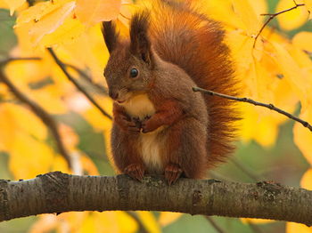 Close-up of squirrel on tree