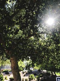 Trees against sunlight