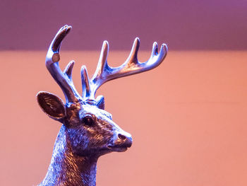 Close-up of deer