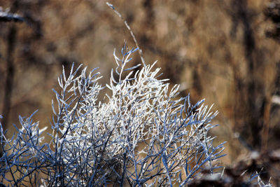 Close-up of frozen plant