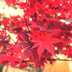 Close-up of maple leaves