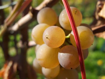 Close-up of fruits hanging on tree