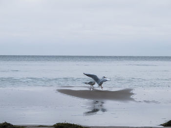 View of birds flying over sea