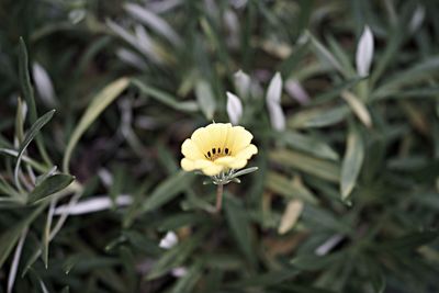 Close-up of white daisy blooming outdoors