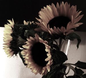 Close-up of flower over black background