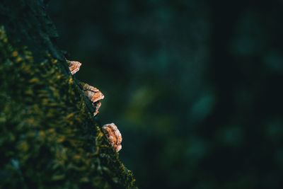 Close-up of lizard on tree trunk