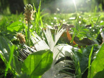 Close-up of plant growing on field