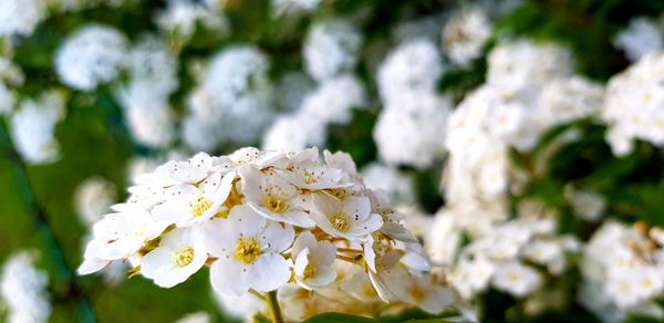 Close-up of white flowering plant