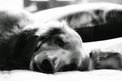 Close-up portrait of dog relaxing