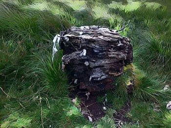 Moss growing on tree stump