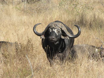 African water buffalo in high grass 