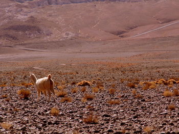 Flock of sheep on field